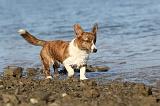 CORGI CARDIGAN 080
